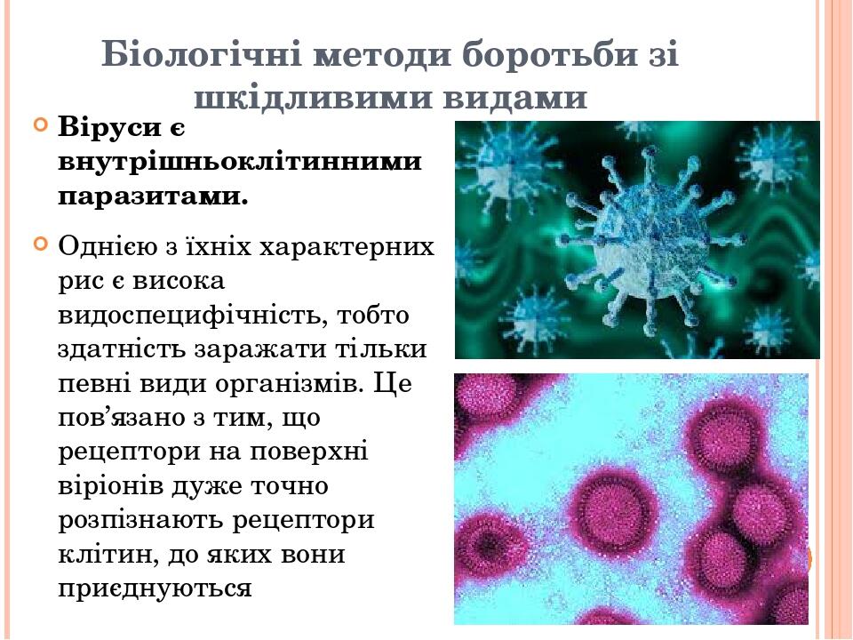 Біологічні методи боротьби зі шкідливими видами Віруси є внутрішньоклітинними паразитами. Однією з їхніх характерних рис є висока видоспецифічність...