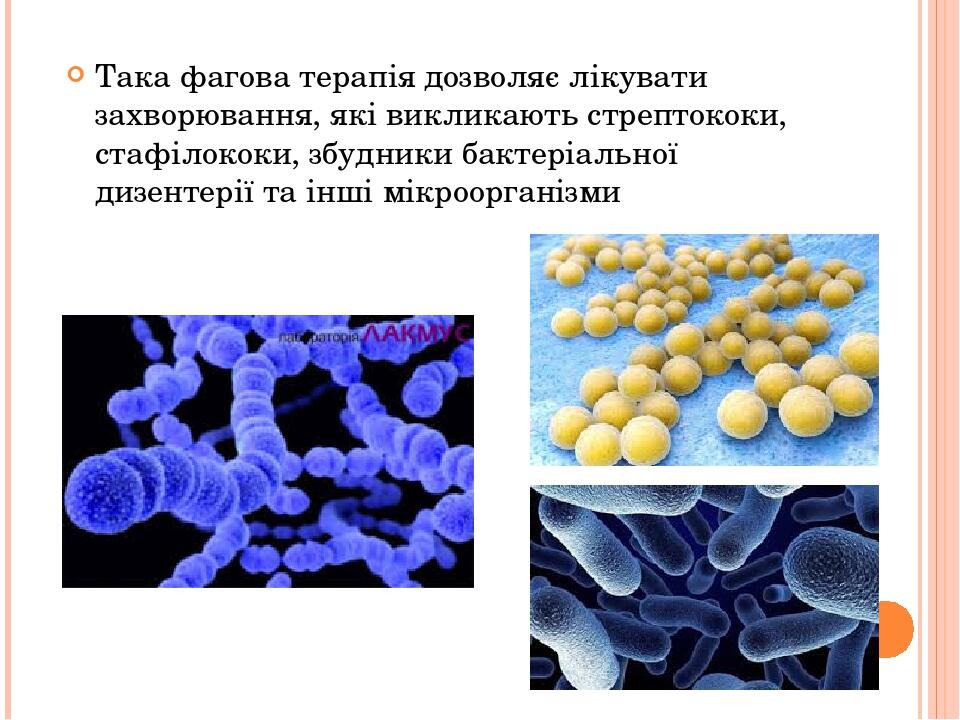 Така фагова терапія дозволяє лікувати захворювання, які викликають стрептококи, стафілококи, збудники бактеріальної дизентерії та інші мікроорганізми