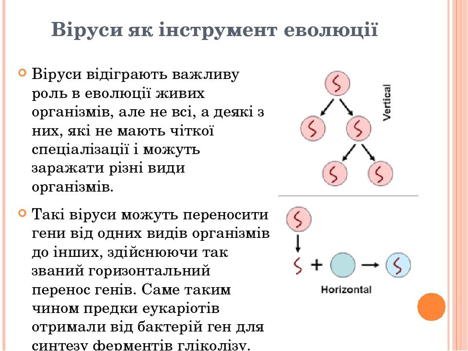 Віруси як інструмент еволюції Віруси відіграють важливу роль в еволюції живих організмів, але не всі, а деякі з них, які не мають чіткої спеціаліза...