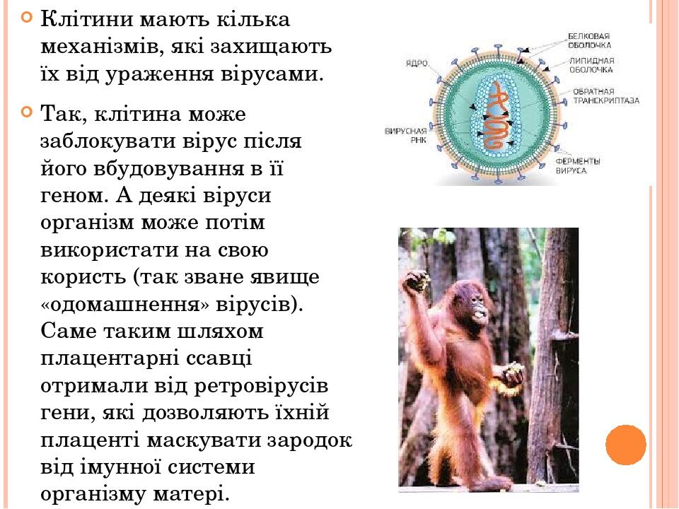 Клітини мають кілька механізмів, які захищають їх від ураження вірусами. Так, клітина може заблокувати вірус після його вбудовування в її геном. А ...