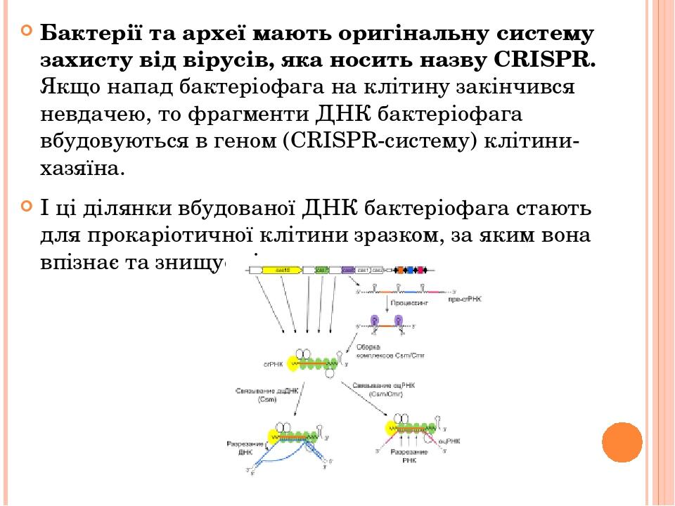Бактерії та археї мають оригінальну систему захисту від вірусів, яка носить назву CRISPR. Якщо напад бактеріофага на клітину закінчився невдачею, т...