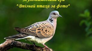 Мультимедійна гра "Впізнай птаха за фото"