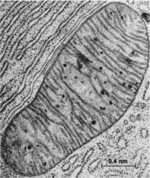 02007k0l-7888-150x178.png