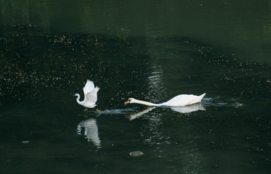 02007n05-a568-271x174.png