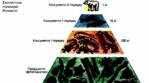 Картки для перевірки домашнього завдання з теми "Екосистема. Розв’язування задач на екологічну піраміду"