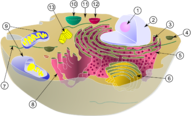 02007nfn-ccc5-191x116.png