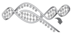 02007ngu-7b79-257x117.png