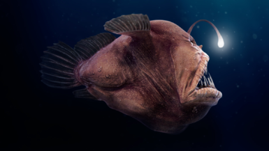 02007nua-f4db-385x217.png