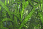 02007s8o-ad13-142x96.jpg
