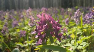 Презентація WEATHER and SEASONS