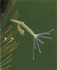 02007sdh-c253.gif