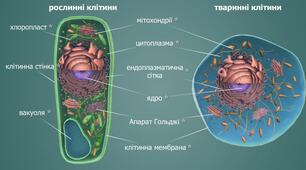 Спільні та відмінні ознаки рослинної та тваринної клітини