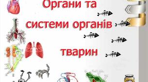 ОРГАНИ ТА СИСТЕМИ ОРГАНІВ ТВАРИН