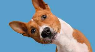 Domestic animals