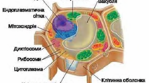 Будова клітини