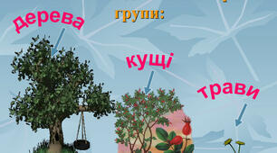 Осінні явища в житті рослин. Листопад.