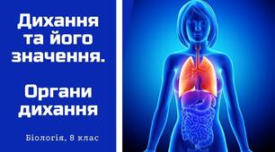 Значення дихання для людини. Органи дихання