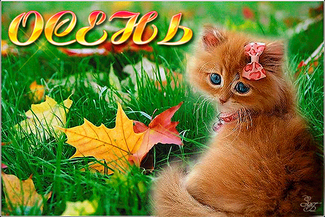 020080lx-c401.gif