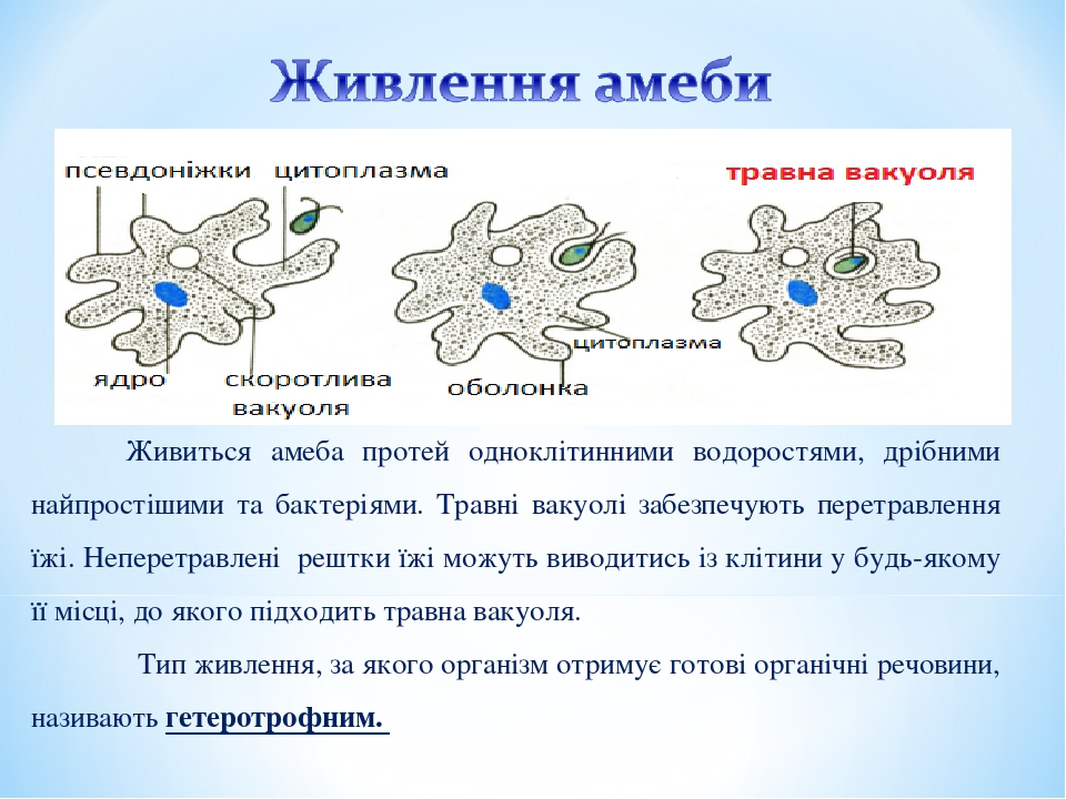 Амеба питание. Питание амебы обыкновенной кратко. Тип амебы Протей. Тип питания амебы Протей. Амёба опорная структура.