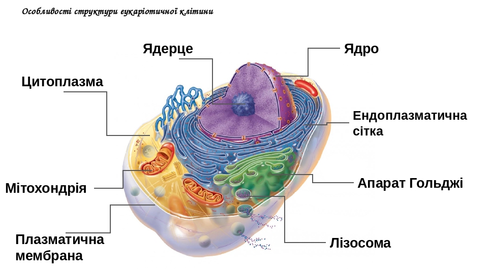 Структури клітини 008 Link Title - Coggle Diagram