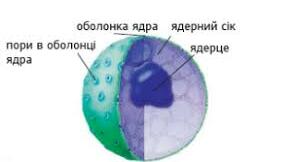 Ядро