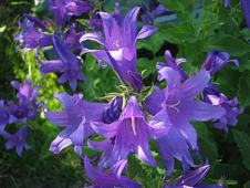 020087fm-dc44-226x170.png