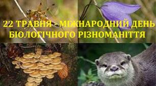 Біорізноманіття: рослини, тварини, гриби