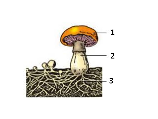020089ze-bff0-627x472.png