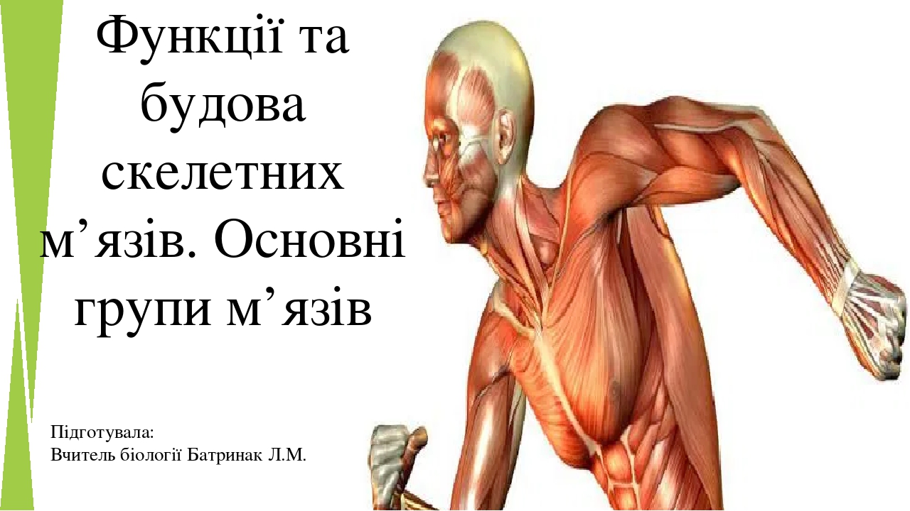 Функції та будова скелетних м’язів. Основні групи м’язів.