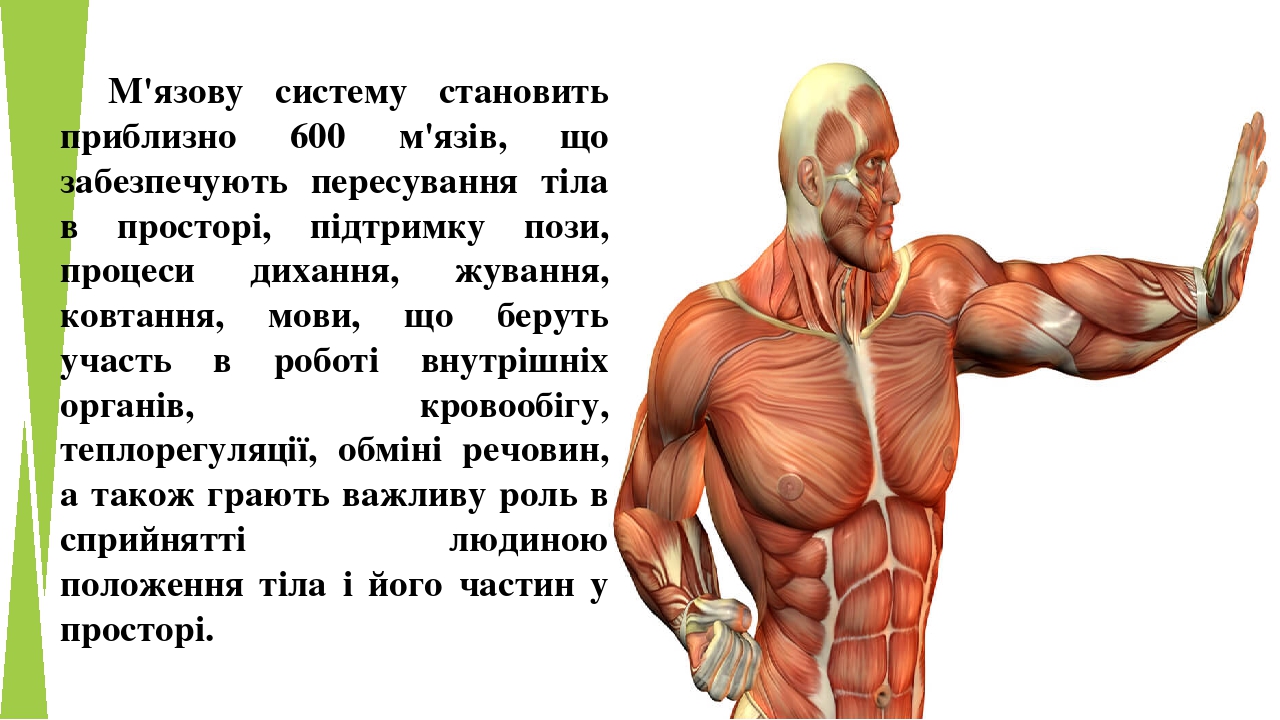 М'язову систему становить приблизно 600 м'язів, що забезпечують пересування тіла в просторі, підтримку пози, процеси дихання, жування, ковтання, мо...