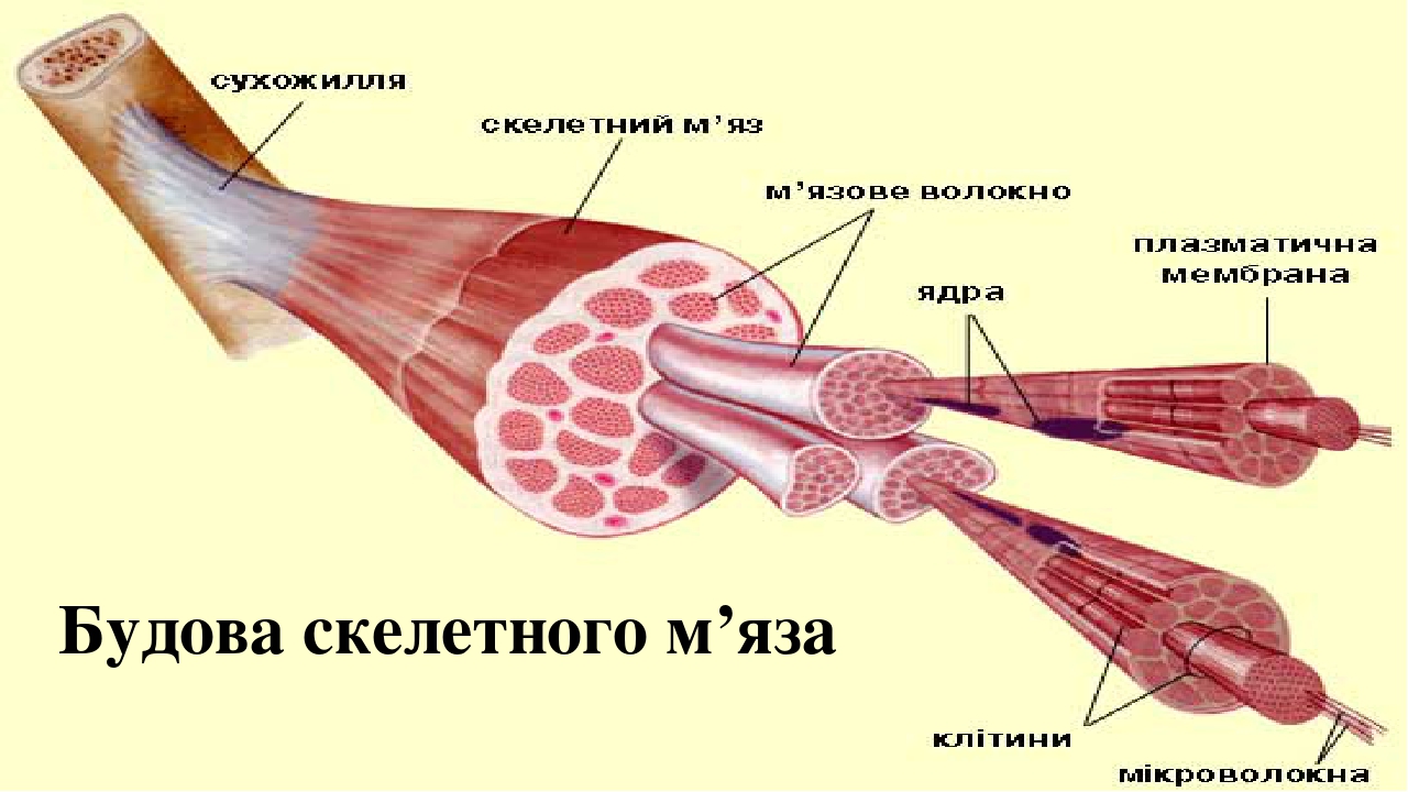 Будова скелетного м’яза