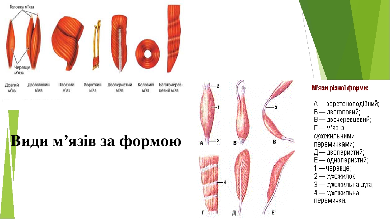 Види м’язів за формою