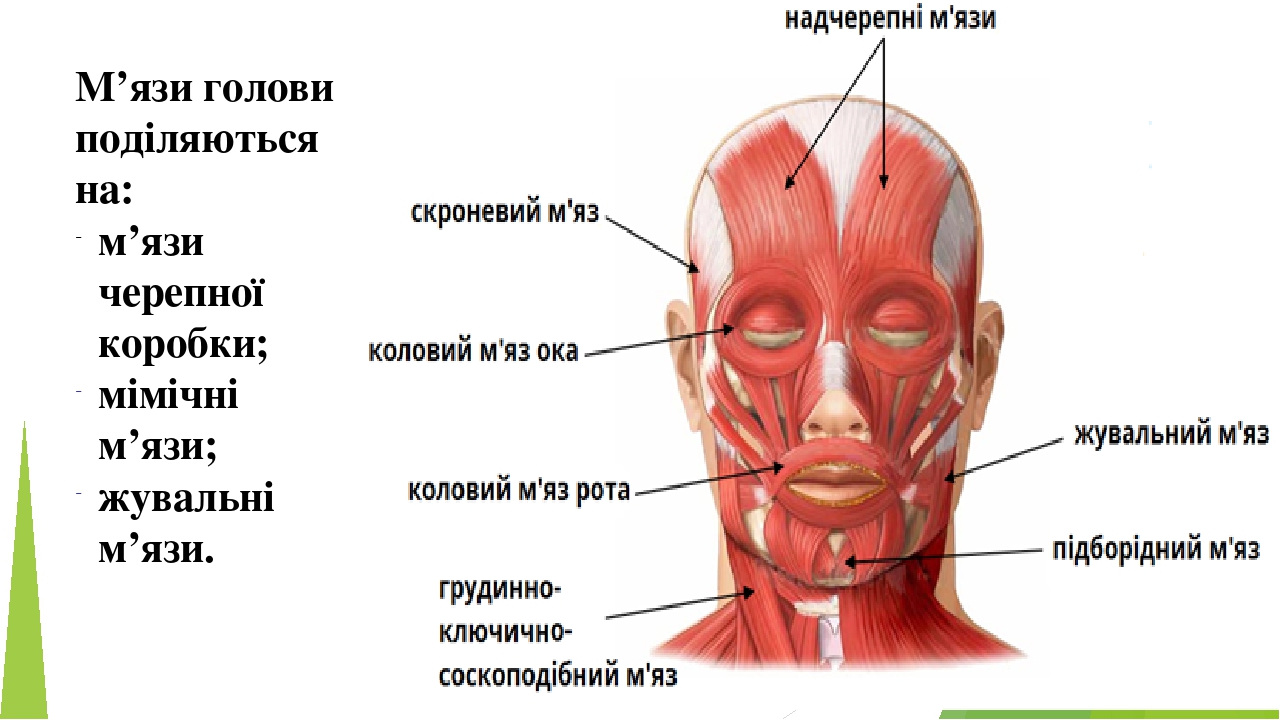 М’язи голови поділяються на: м’язи черепної коробки; мімічні м’язи; жувальні м’язи.