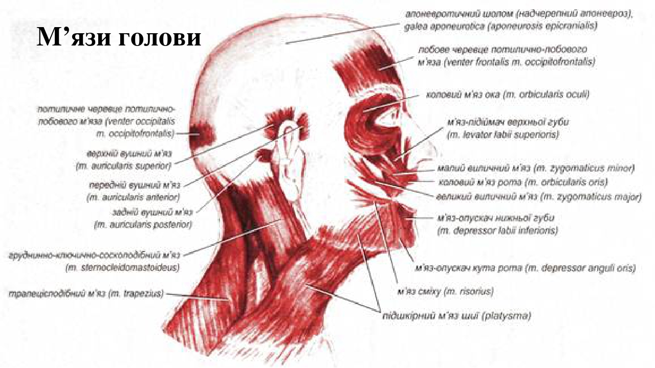 М’язи голови