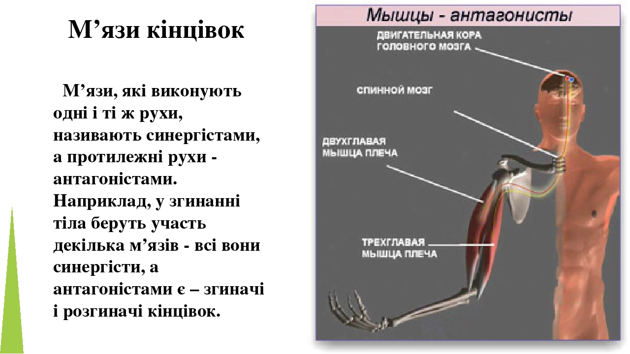М’язи, які виконують одні і ті ж рухи, називають синергістами, а протилежні рухи - антагоністами. Наприклад, у згинанні тіла беруть участь декілька...