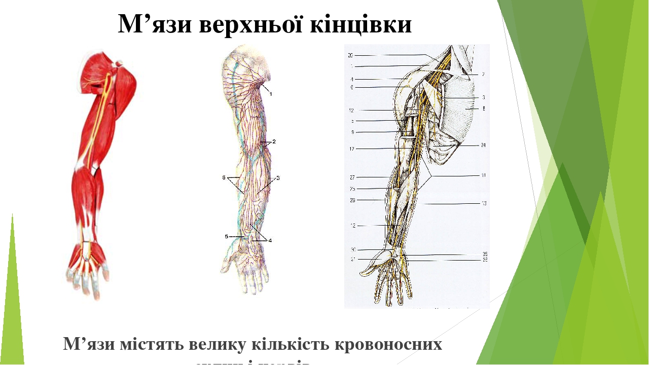 М’язи містять велику кількість кровоносних судин і нервів М’язи верхньої кінцівки