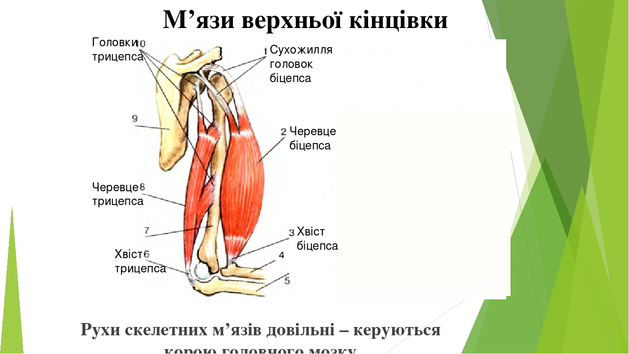 Рухи скелетних м’язів довільні – керуються корою головного мозку Сухожилля головок біцепса Черевце біцепса Хвіст біцепса Хвіст трицепса Черевце три...