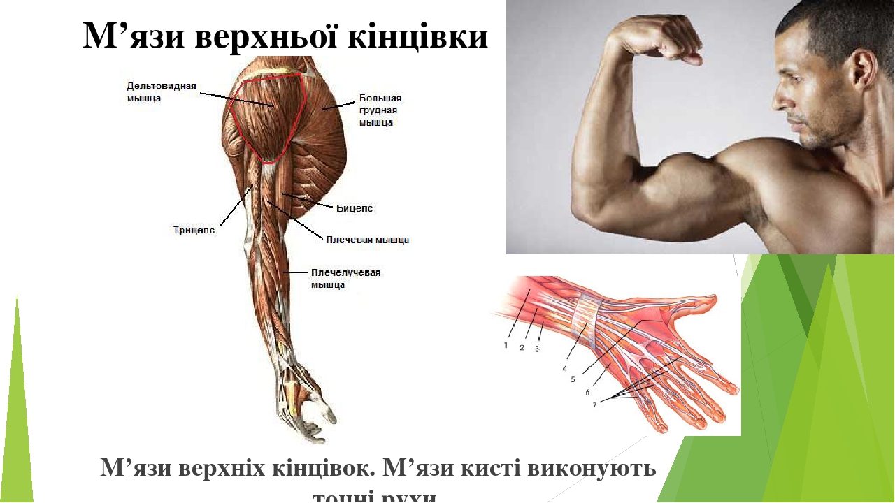 М’язи верхніх кінцівок. М’язи кисті виконують точні рухи М’язи верхньої кінцівки