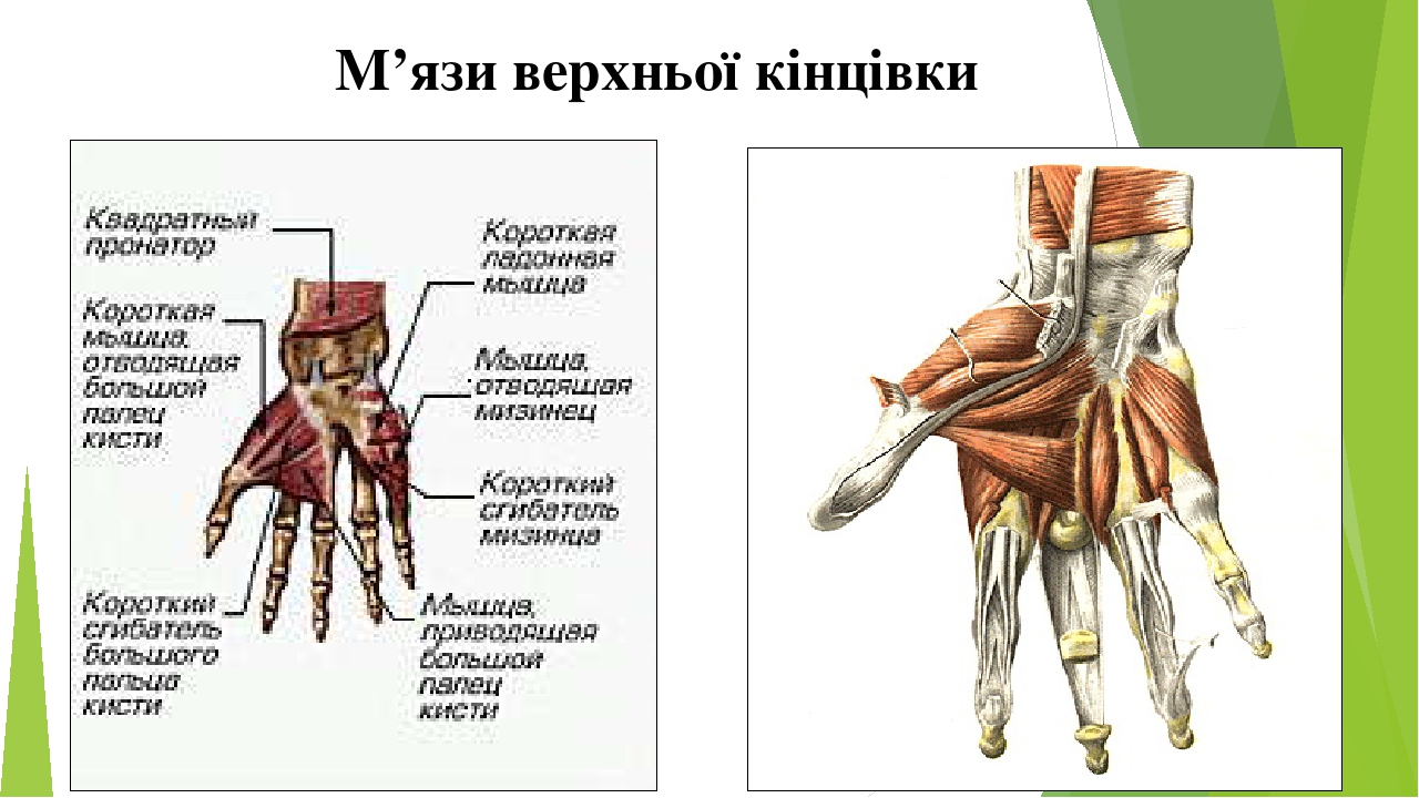 М’язи верхньої кінцівки