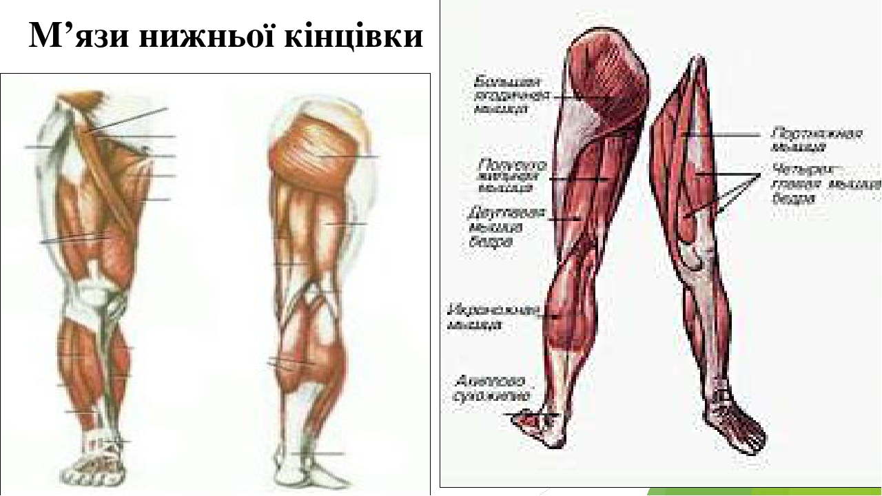 М’язи нижньої кінцівки