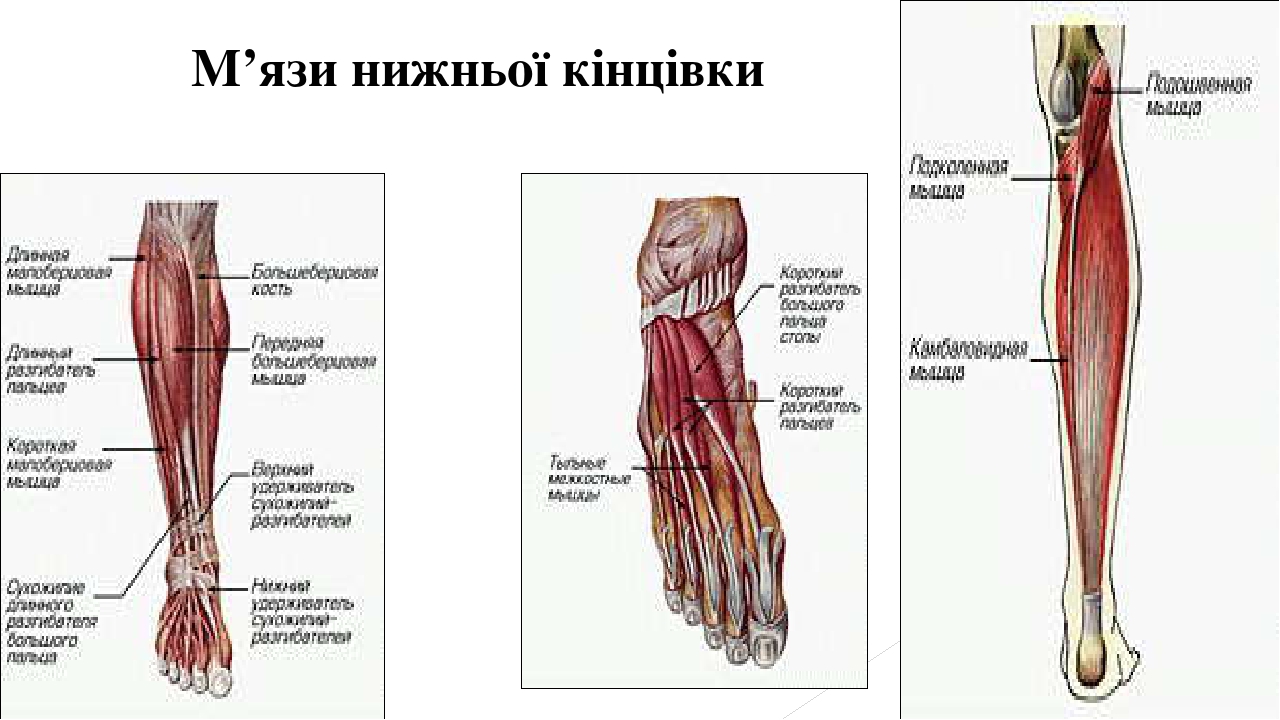 М’язи нижньої кінцівки