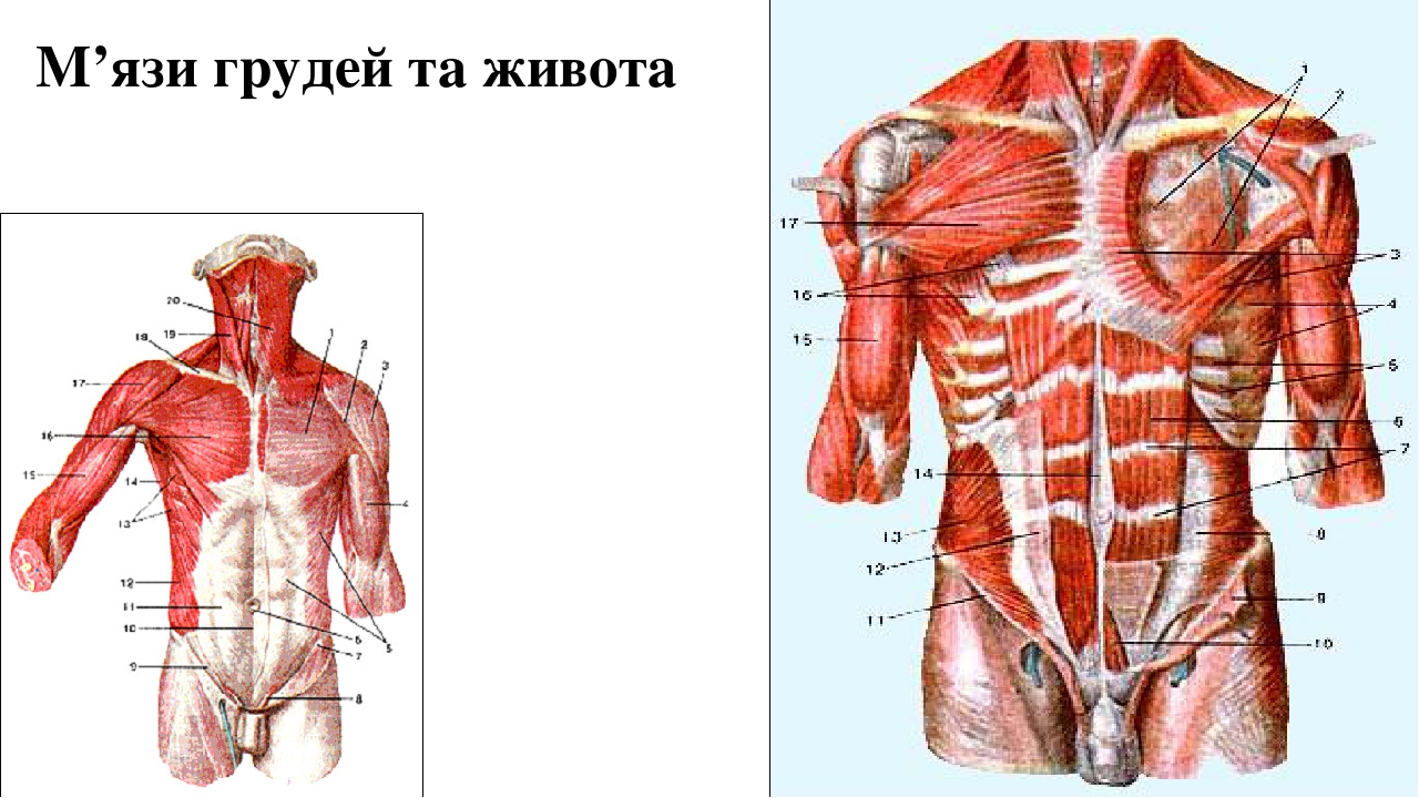 М’язи грудей та живота