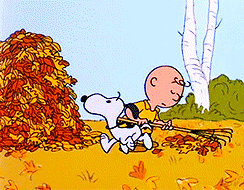 02008cx5-5d48.gif