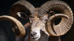 02008f0o-a821-288x162.png