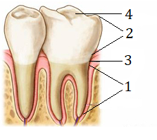 02008f4o-a88a.png