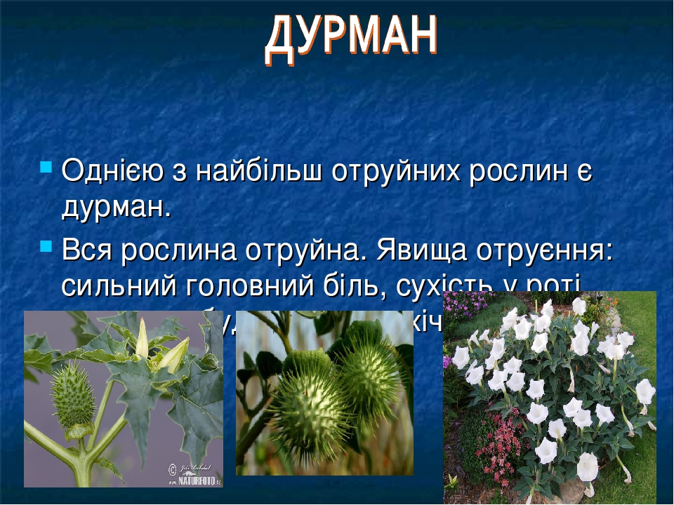 Презентація "Отруйні рослини України"