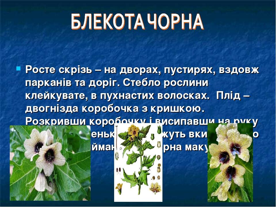 Презентація "Отруйні рослини України" | Презентація. Природознавство