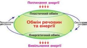Обмін речовин та енергії. Біоелементи.