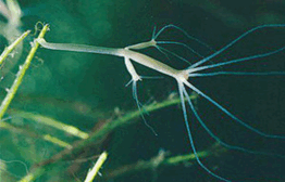 02008su9-e28e-262x168.png