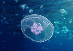02008sv7-8e4d-262x184.png